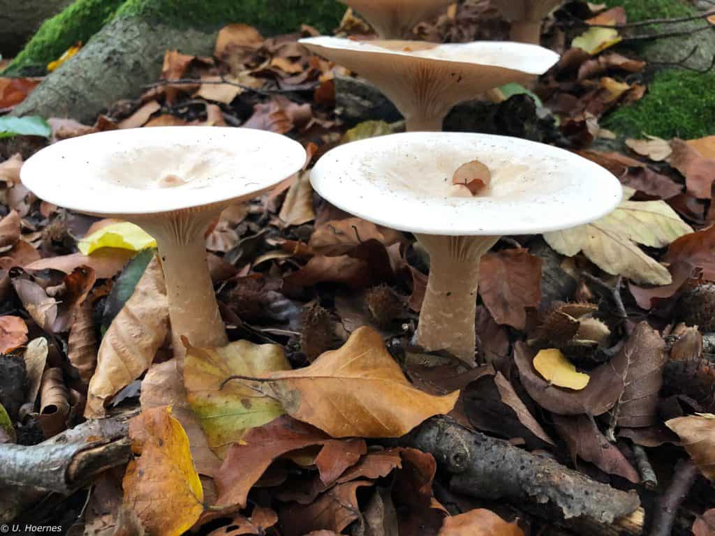 Pilze in müheloser Aufrichtung, Kiel-Wik, Oktober 2019. (c) Ursula Hoernes